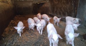 Млади прасенца за продан