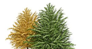 Павликени ще се включи в акцията „Дърво на Европа“