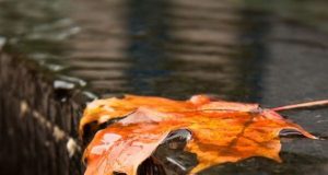 Сбъднати мечти