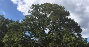 Дъбът от с. Насалевци е „Дърво с корен 2016“