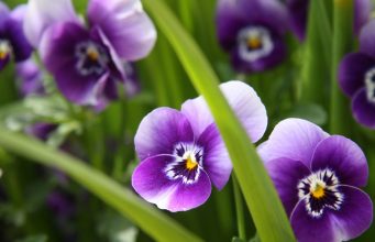 Когато цъфнат теменугите…