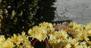 Преди да умрат пеперудите