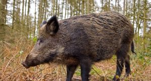 Във Велико Търново набелязаха мерки срещу африканска чума по свинете и инфлуенца по птиците