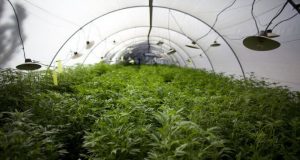 38-годишен от Павликени отива на съд за оранжерия с марихуана