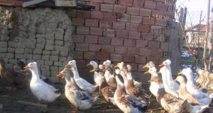 Продавам качулати патици