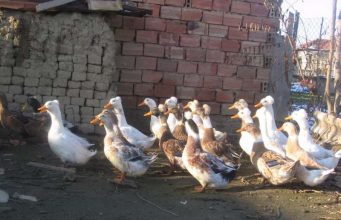 Продавам качулати патици