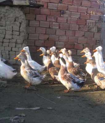 Продавам качулати патици