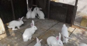 Продавам чистокръвни зайци от породите цика и калифорнийски