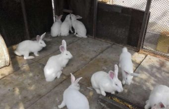 Продавам чистокръвни зайци от породите цика и калифорнийски