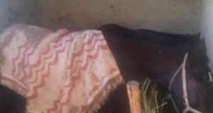 Продавам черна кобила