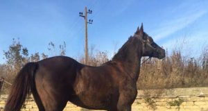 Продавам черна кобила