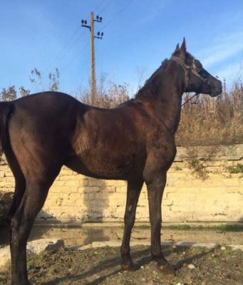 Продавам черна кобила