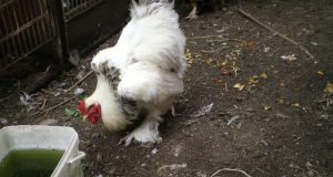 Продавам ярки колумбийски брами