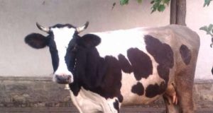 Продавам 2 заплодени крави