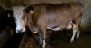 Продавам незаплодена крава