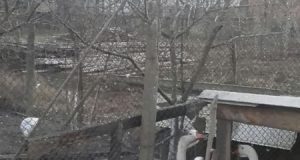 Продавам патици и гъски