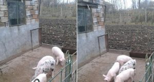 Продавам малки прасенца