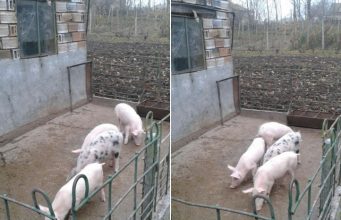 Продавам малки прасенца