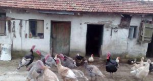 Продавам щастливи пуйки