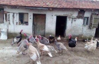 Продавам щастливи пуйки