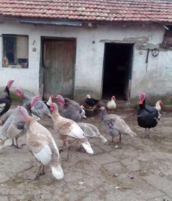 Продавам щастливи пуйки