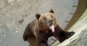 Мед и шипков мармалад са осигурени за мечката в зоопарка в Павликени