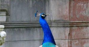 Прилики и разлики