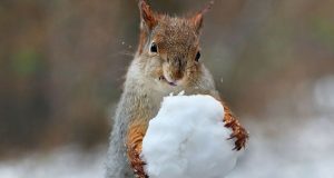 Направи си сам