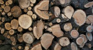 10 каруци с незаконни дърва заловиха полицаи в Павликени дърва