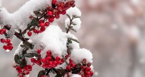 Днес е Световният ден на снега