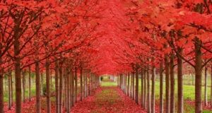 Тунел от любов