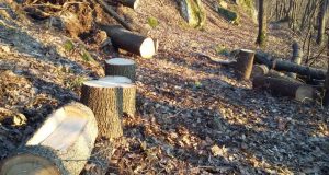 Масови проверки в горите край Павликени заради незаконна сеч