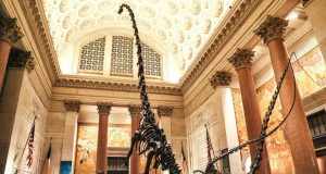 New York City Natural History Museum