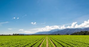 Търси да назначи сезонни земеделски работници