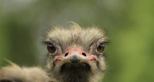 Безобидни драскулки