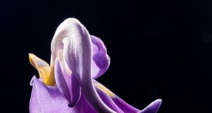 „Ако си обичал живота, може да умреш с усмивка.“