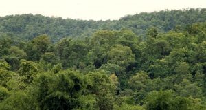 Зловещи звуци от гора във Велико Търново