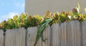 Хорското мнение