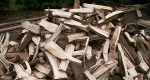 Разследват незаконна сеч край Античния керамичен център в Павликени дърва