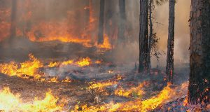 Oгнебоpци cпаcиxа 3,000 дкa гоpи от пожаp кpай Павликени