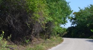 Чистят храстите на пътя за Павликени