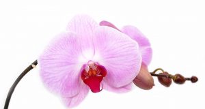 „Поетите умират млади“