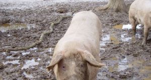 Свинята като рие ѝ пада на гърба