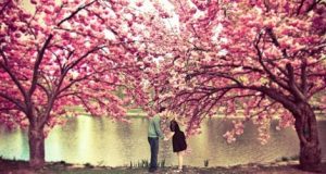 На цъфналата вишна дъщеря