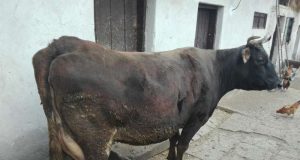 Продавам заплодена крава в седмия месец