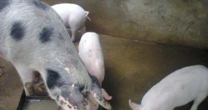 Малки прасенца за продан – 20, 30 и 40 кг.