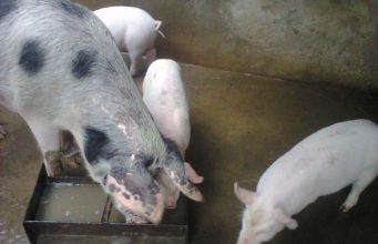 Малки прасенца за продан – 20, 30 и 40 кг.