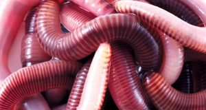 Искат по-тежки присъди за Червеите, обвинени за грабеж и стрелба във Велико Търново