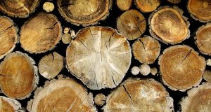 Незаконно добита дървесина установиха служители в Павликени