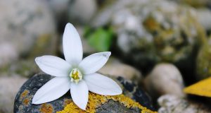 „Поетът с ватенката“ – 87 години от рождението му